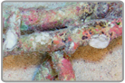 Tonga Branch Live Rock - SHOW SIZE